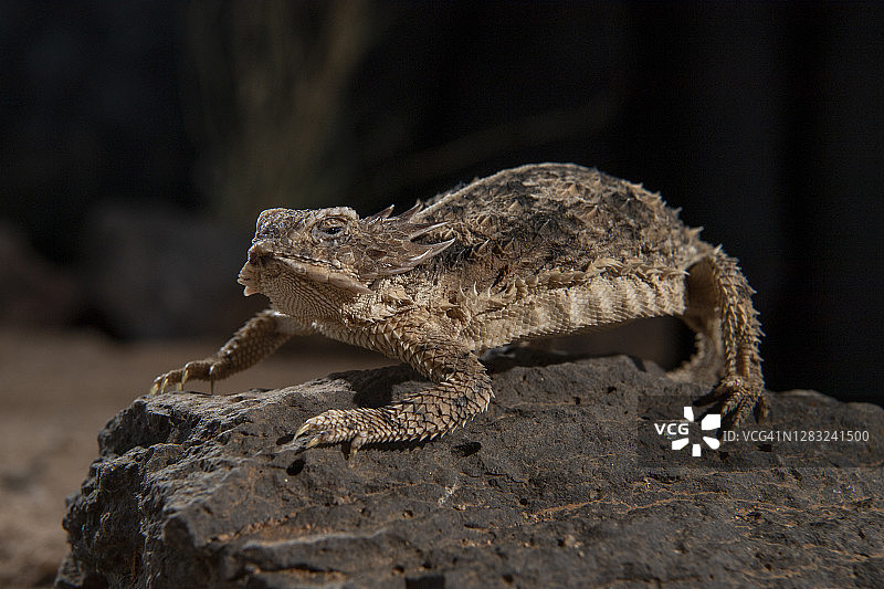 帝王角蜥图片素材