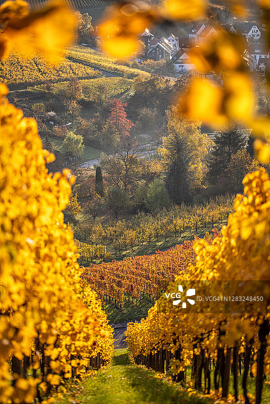 斯图加特罗滕贝格的秋色葡萄园图片素材