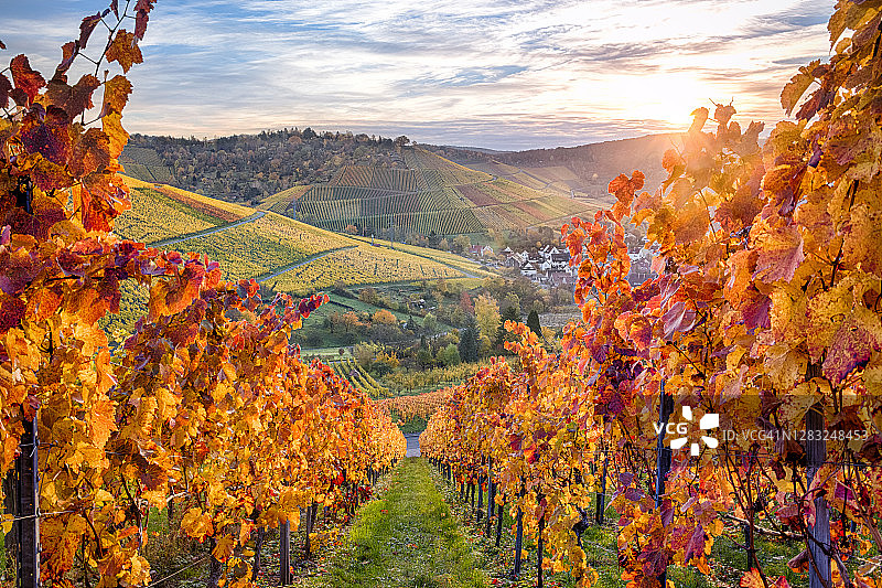 斯图加特罗滕贝格的秋色葡萄园图片素材