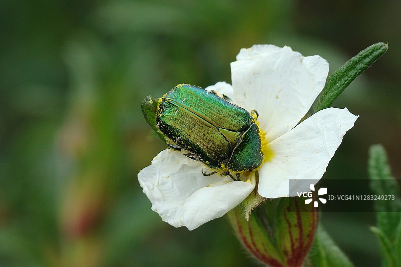 金龟子图片素材