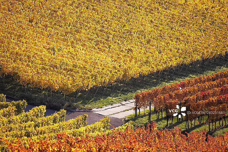 斯图加特罗滕贝格的秋色葡萄园图片素材