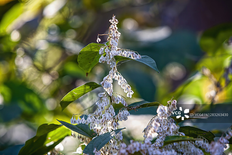 稠李花簇图片素材