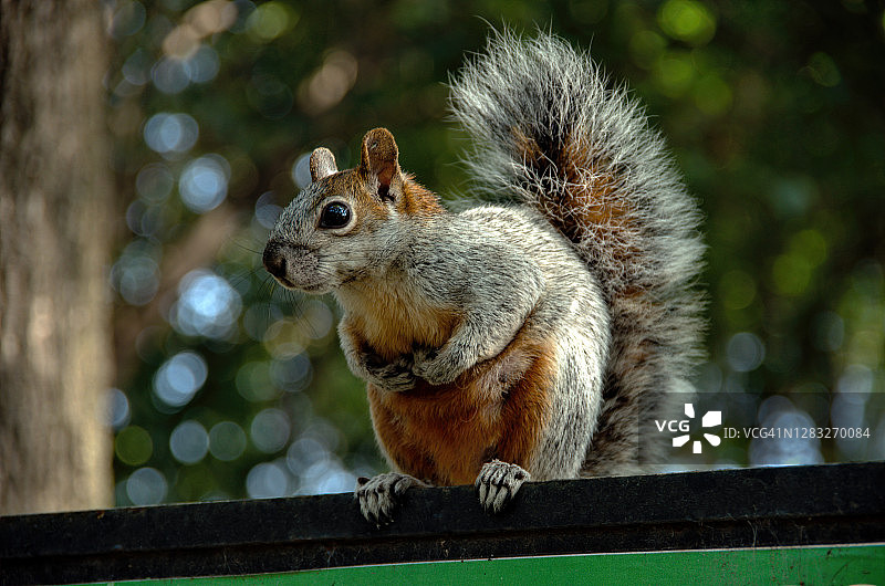 墨西哥狐松鼠图片素材