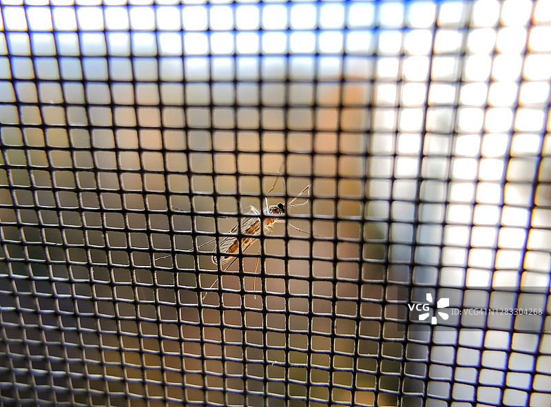 阳光下的蚊帐与蚊子图片素材