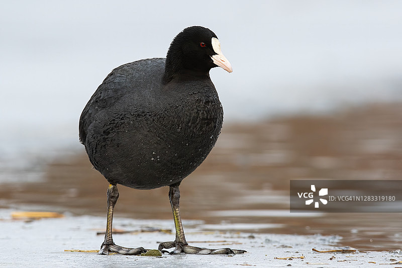 冬季冰面上站立的欧亚骨顶鸡图片素材