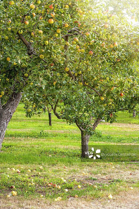 夏日阳光下的英国苹果园图片素材