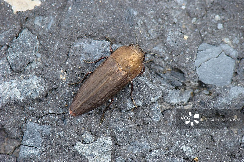 甲壳虫（Sphenoptera barbarica）图片素材