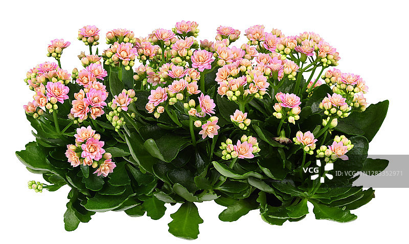 灯笼花灌木图片素材