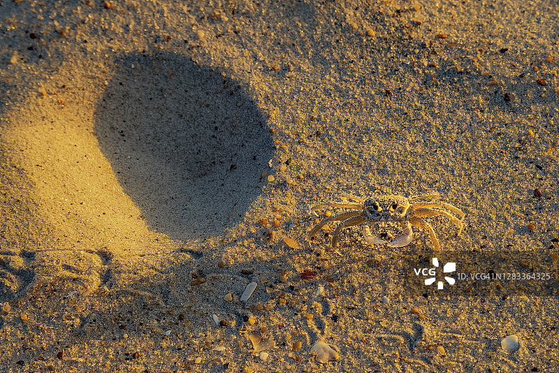 大西洋幽灵蟹图片素材