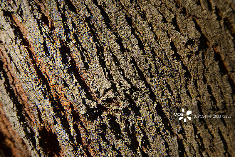 智利槐树树皮图片素材