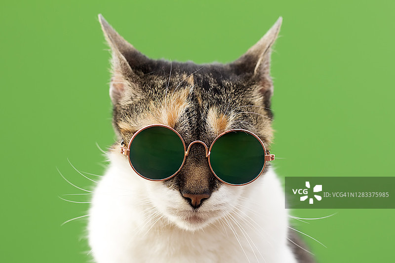绿色背景上的戴眼镜的猫咪图片素材