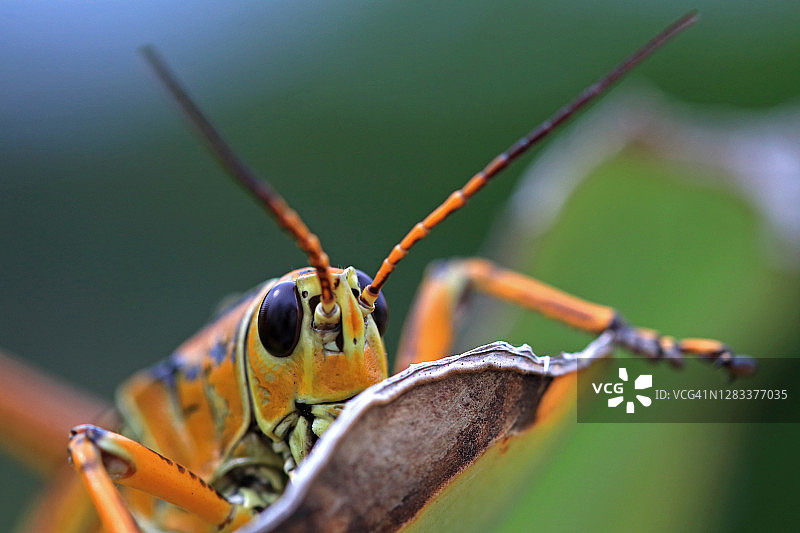 枯萎叶上的东方马利筋蝗头部触角特写图片素材