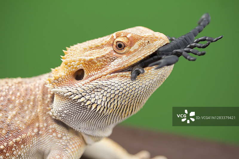 蜥蜴捕食蝎子图片素材