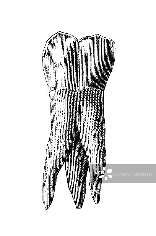 人类臼齿古老雕刻插图图片素材