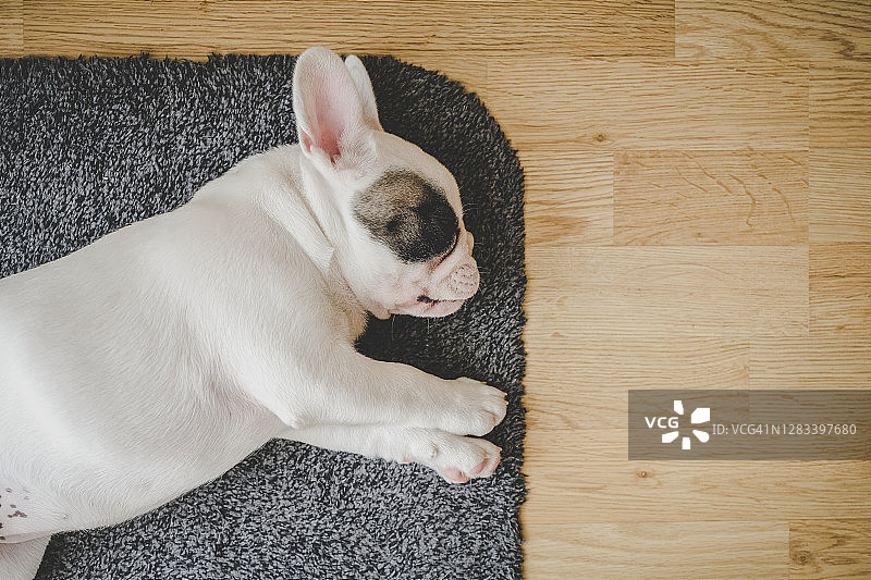 睡在地垫上的法国斗牛犬幼犬图片素材