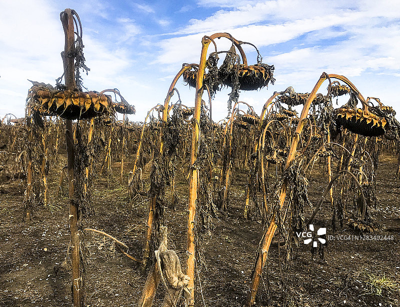 凋零的向日葵花田图片素材