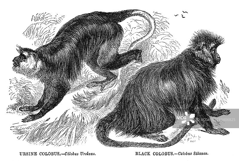 熊colobus猴和黑colobus猴古版画插图图片素材