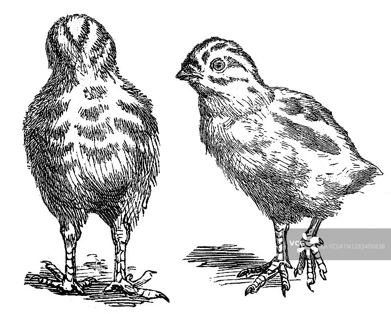 普通鹧鸪的古老版画插图图片素材