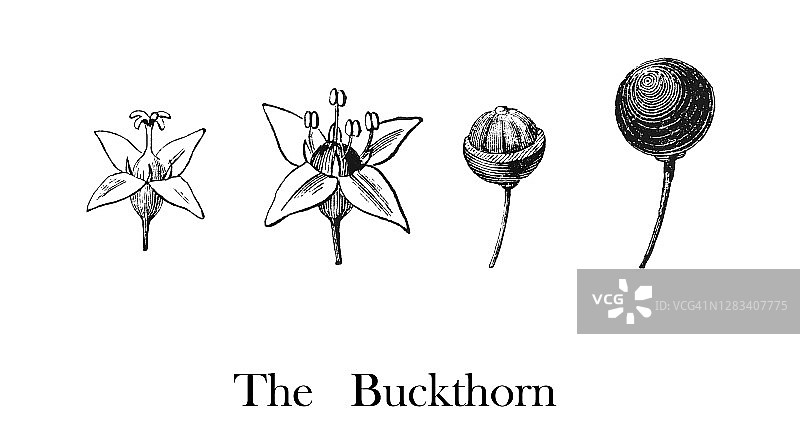 植物学古老雕刻插图：普通鼠李图片素材