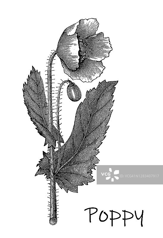 罂粟花古老雕刻植物学插图图片素材