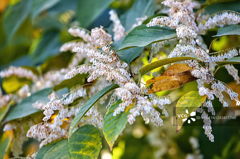 稠李花簇图片素材