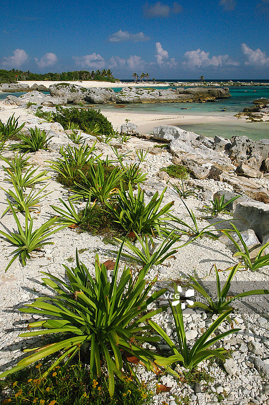 墨西哥阿库玛尔加勒比海滩上的热带植被图片素材