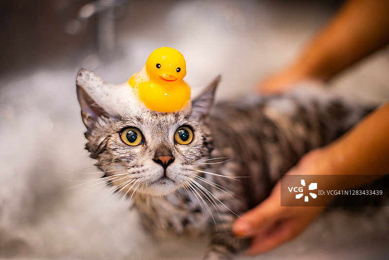 宠物猫日常护理中心图片素材