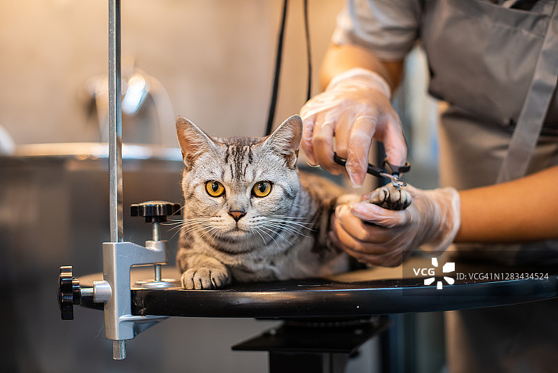 宠物猫日常护理中心图片素材