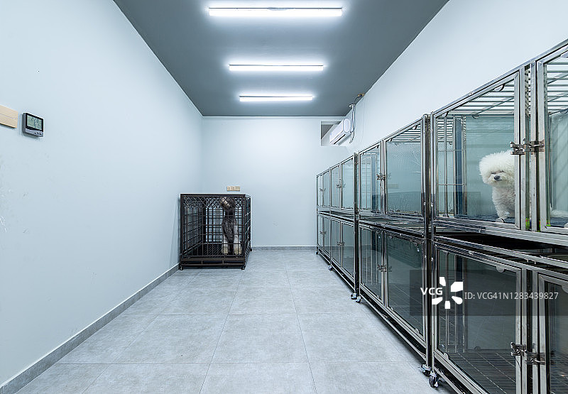 宠物收容所图片素材