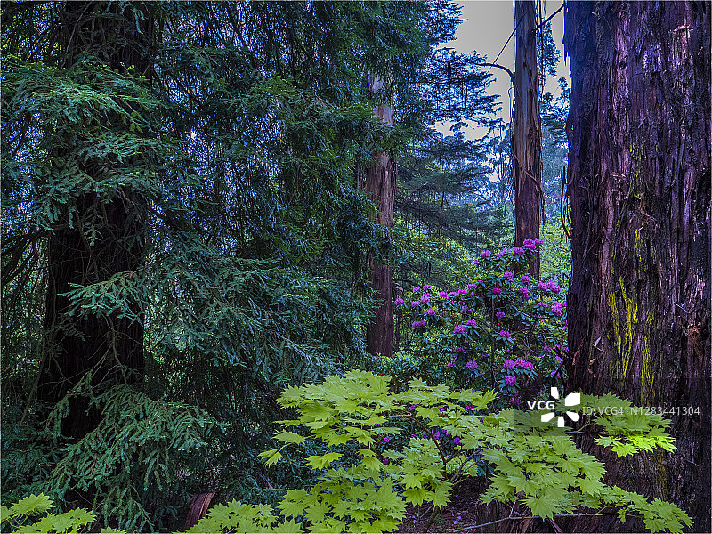 澳大利亚维多利亚州丹德农山脉弗尼溪附近的欧洲花楸树林图片素材
