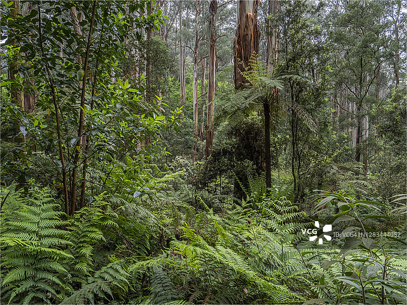 澳大利亚维多利亚州丹德农山脉弗尼溪附近的欧洲花楸树林图片素材