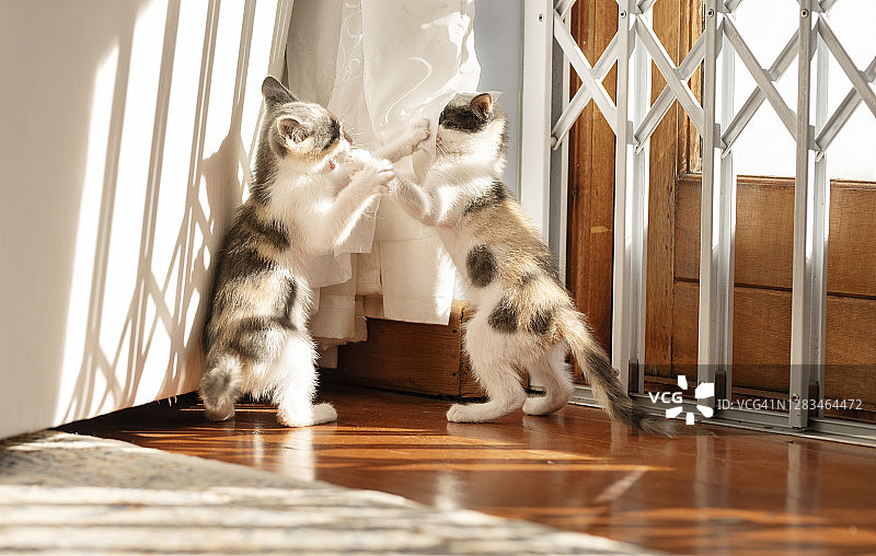 两只可爱的小猫在家玩耍打闹图片素材