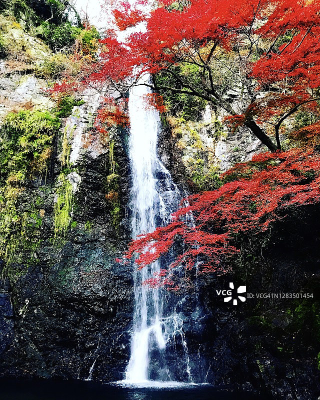 日本箕面瀑布的秋叶图片素材