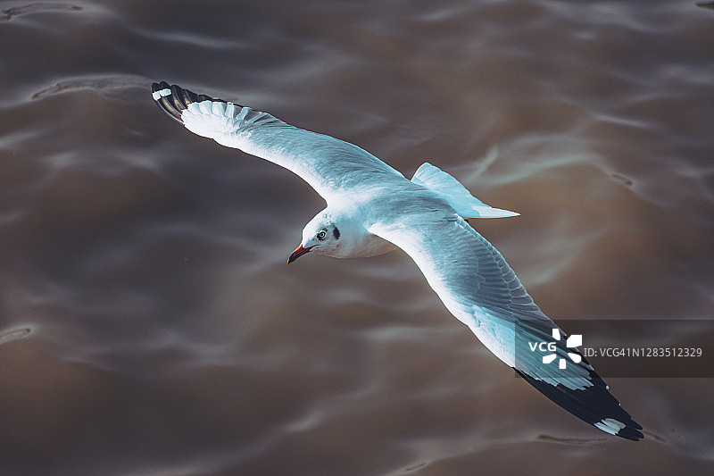 海鸥飞越海面图片素材