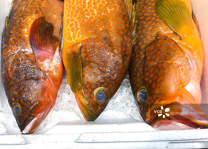 红点石斑鱼或香港石斑鱼图片素材