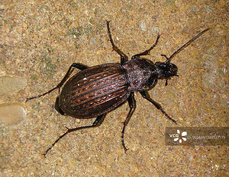 步行虫（Carabus rugosus）图片素材