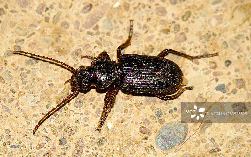 步行甲虫图片素材