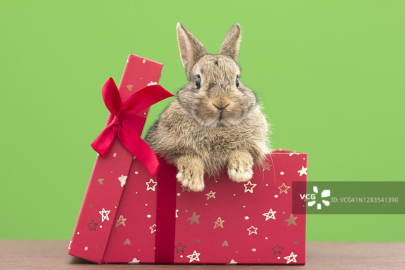 绿色背景礼品盒中的兔子图片素材