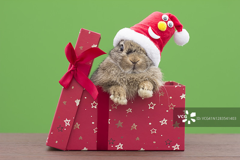 戴着圣诞帽的兔子在礼品盒里图片素材