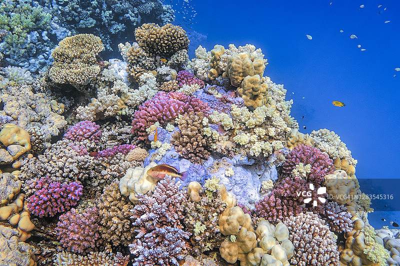 红海珊瑚礁上的海洋生物，黑缘刺盖鱼（Paracirrhites forsteri），埃及，马尔萨阿拉姆，拉哈米湾图片素材