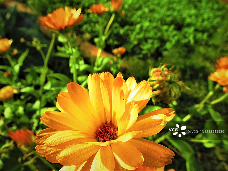 橙色金盏花，盛开的万寿菊花朵，药用植物花卉图片素材