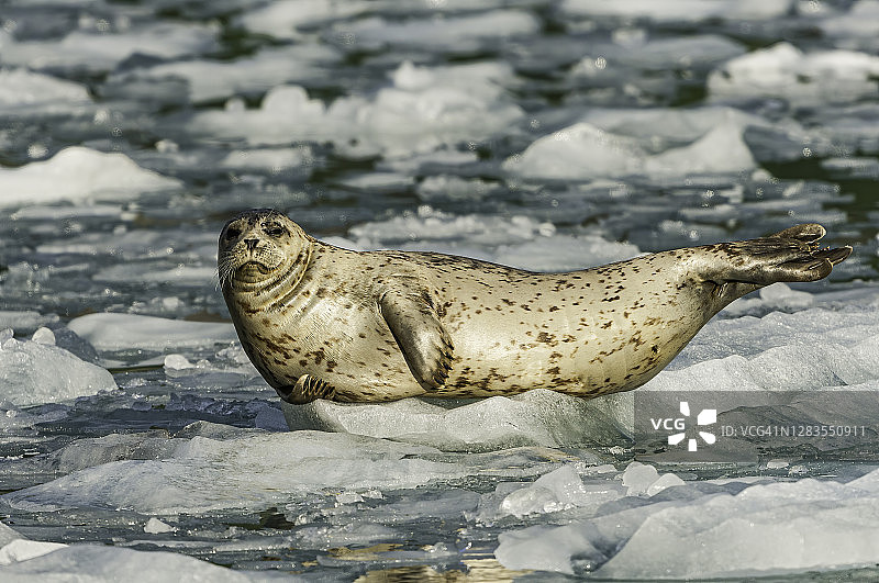 冰上和冰水中的海豹，斑海豹，威廉王子湾，阿拉斯加州。海豹科。冰川附近水和冰中的海豹图片素材