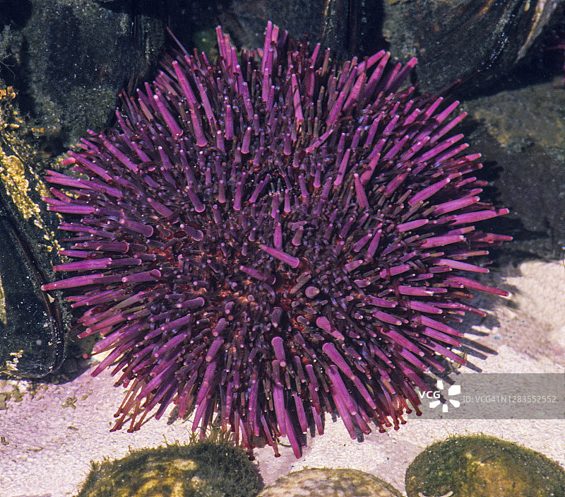 太平洋沿岸潮汐池中的紫海胆图片素材