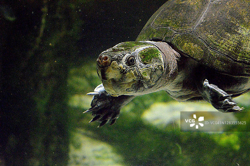 水族箱中的乌龟特写图片素材