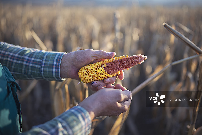 农民检查玉米田的玉米质量图片素材