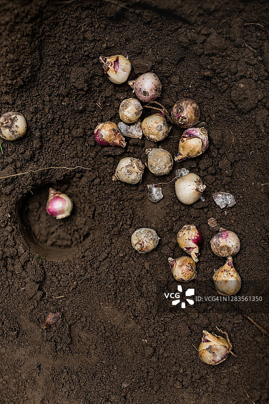 在地上挖的洞，里面有海葱鳞茎图片素材