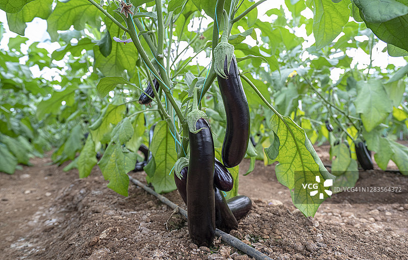 温室里生长的新鲜有机茄子图片素材