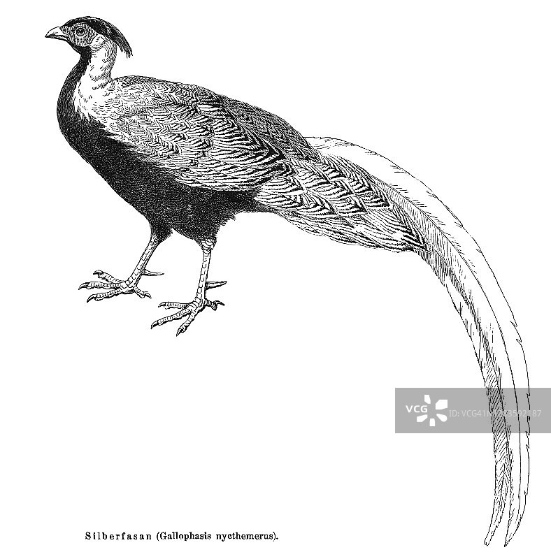 白鹇古版画插图图片素材