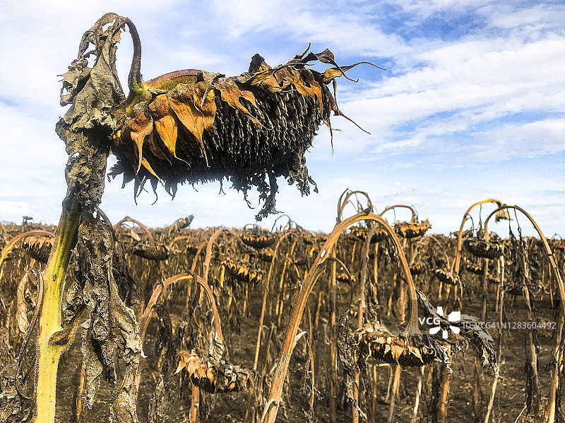 凋零的向日葵花田图片素材