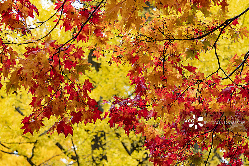 日本札幌市北海道大学的秋天图片素材